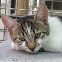 ALBUS, chatte à adopter