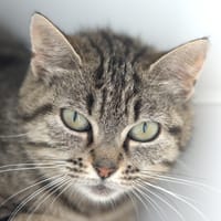 EMERAUDE, chatte à adopter