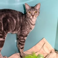 Falbala CAB5862, chatte à adopter