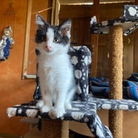 CHANTERELLE, chatte à adopter