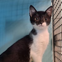 NEUER, chatte à adopter
