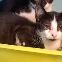 KANTE, chat à adopter