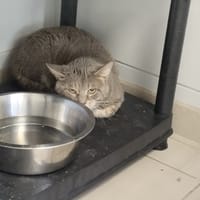 LOKI, chat à adopter