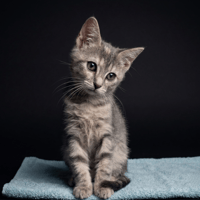 MARCUSINE CHA, chatte à adopter