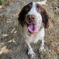 PEDRO, chien à adopter