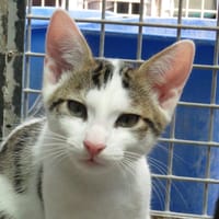 TIGROU, chat à adopter