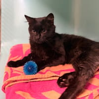 Crokmou CAB5636, chat à adopter