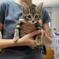 BOZO, chatte à adopter