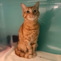 Wanda CAB5860, chatte à adopter