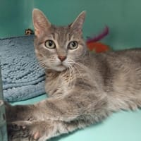 PASSIFLORA PAB28883, chatte à adopter