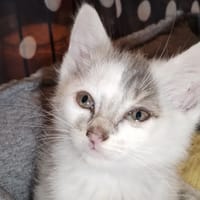 BOBBIE, chat à adopter