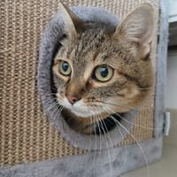 HERMINE, chatte à adopter