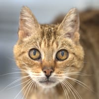 Maje, chatte à adopter
