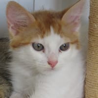 CHAPLIN, chat à adopter