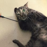 FORTUNELLA PAB28887, chatte à adopter