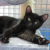BATMAN, chat à adopter