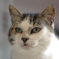 Minouchette, chatte à adopter