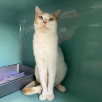 bisou, chat à adopter