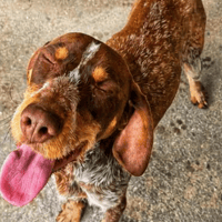 ASTON QCN, chien à adopter