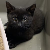 ZORRO, chat à adopter