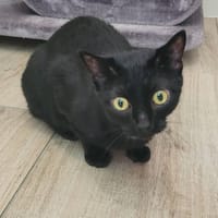 TCHALA, chatte à adopter