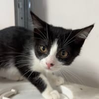 BEAUTY, chatte à adopter