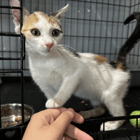 BRETZEL, chatte à adopter