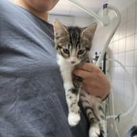 BONNY, chatte à adopter