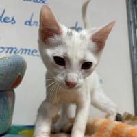 BETTY BOOP, chatte à adopter