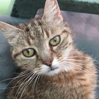 VAIANA, chatte à adopter