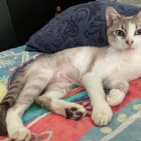 ABBY, chatte à adopter