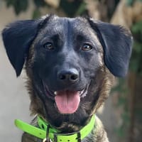 Breizh, chienne à adopter