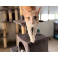 Willow, chat à adopter