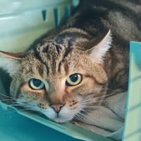 TIGROU, chat à adopter