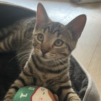 MOREX, chat à adopter