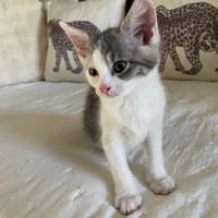 PRUNE, chatte à adopter
