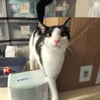 VOLT PAB28945, chat à adopter