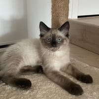 TYKA, chatte à adopter