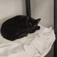 EDEN, chatte à adopter