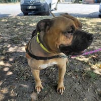 ESSENTIAL, chien à adopter