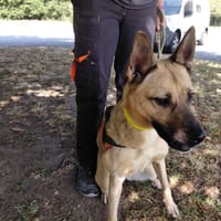 BUSSY, chienne à adopter
