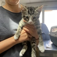 BIG BOSS, chat à adopter