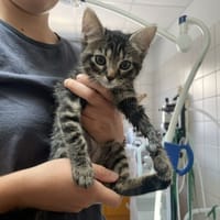 BIP BIP, chatte à adopter