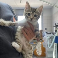BIDOUILLE, chatte à adopter