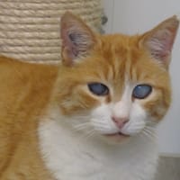 RON, chat à adopter