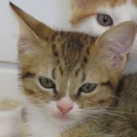 CHARLY, chat à adopter