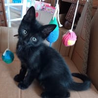 MOON, chatte à adopter