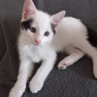 PICASSO, chat à adopter