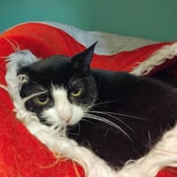 CHACHOUNETTE PAB28875, chatte à adopter