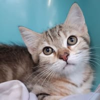 Fraise, chatte à adopter